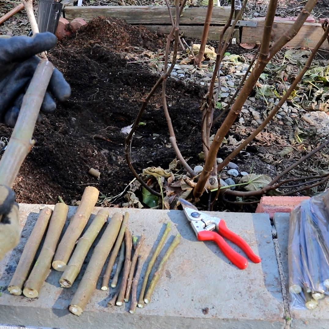 Post from Ross Raddi