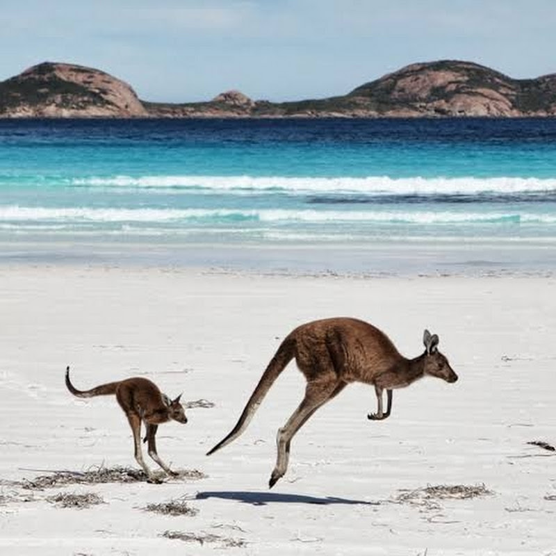 Kanguristan🦘