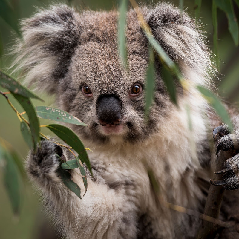Koala