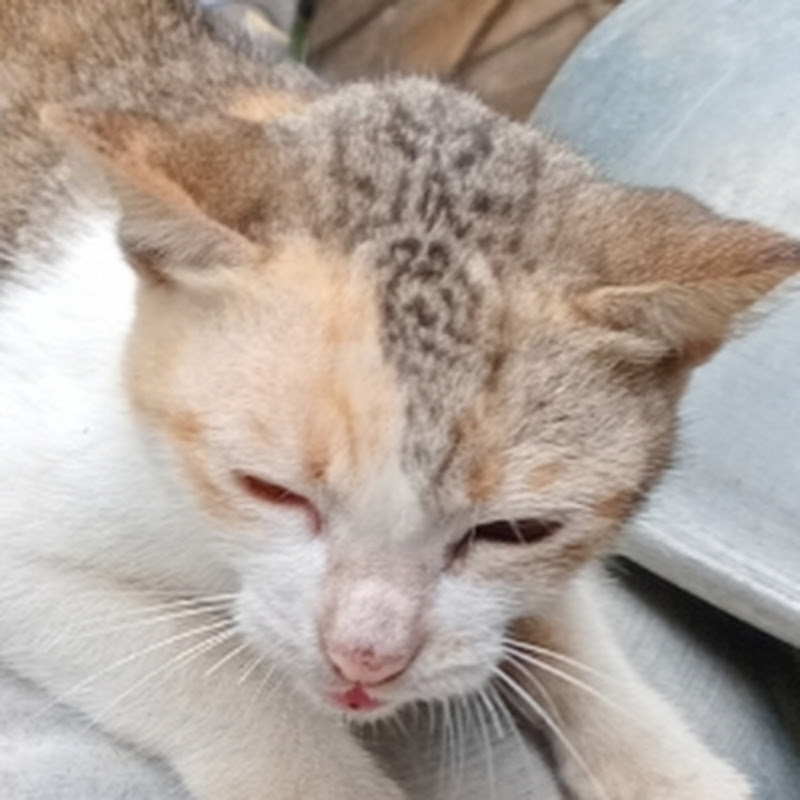 Hire Thien_meow_vn — Pets & Animals YouTube creator for sponsorships