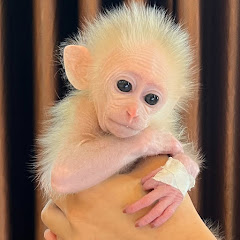 Monkey Mynu net worth