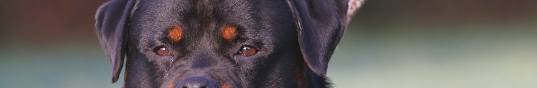 Rottweiler de Bedia David jimenez navas YouTube channel avatar