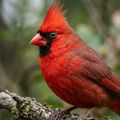 Bird Species  