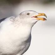 なみうちぎわch