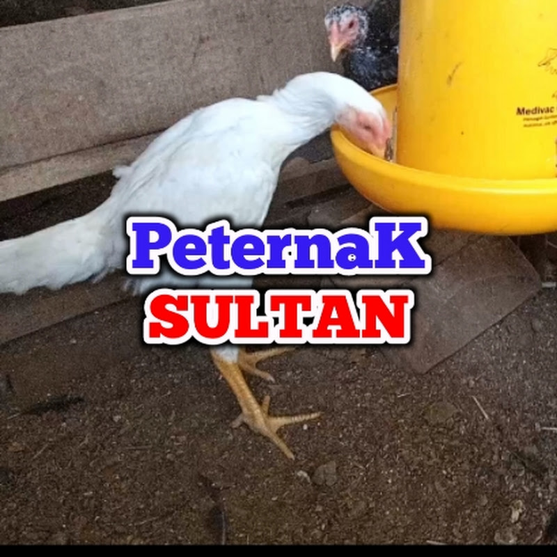 SULTAN Breeder