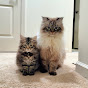 Lifewithollie_and_me (Ollie & Ava) Avatar