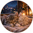 qCHLIgUamHk-channel-avatar-Dreamy Fantasy Cats