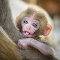 Love Monkey Avatar