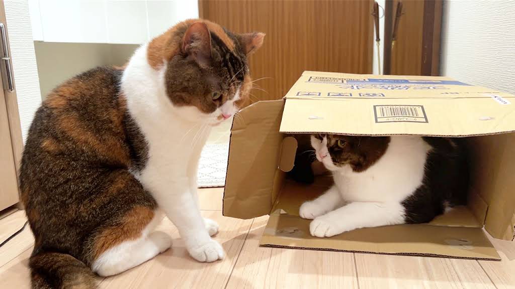 スコスコぽこ太郎&うま次郎〜猫ちゃんねる〜 - YouTube