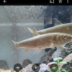 川魚TVアイコン画像