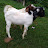 Jarrett goat farm