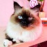 mbJeJgSc_1g-channel-avatar-All About Cats