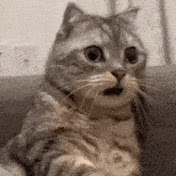 Relatable Cats