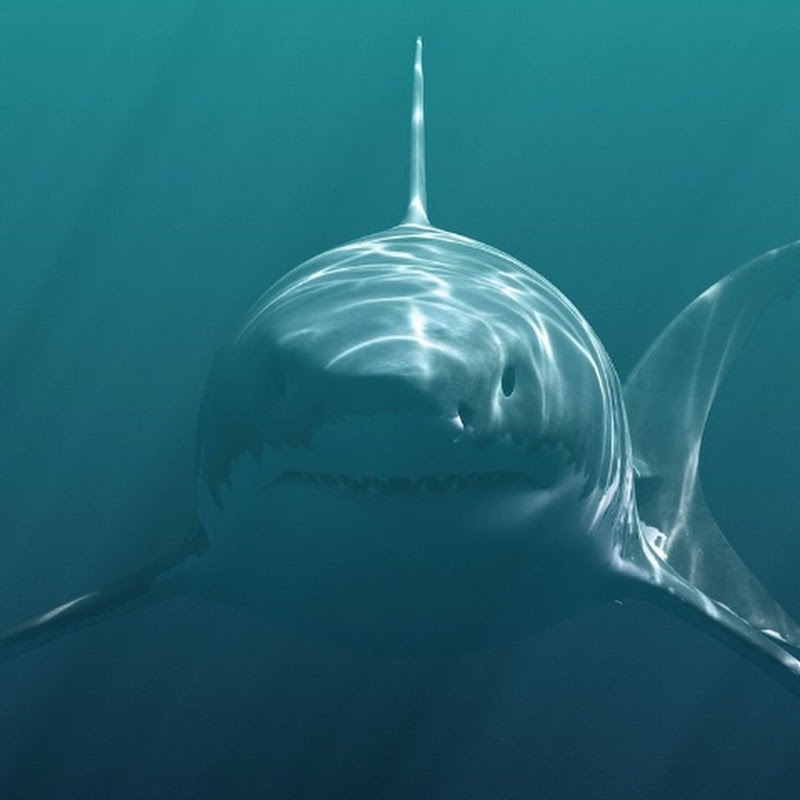 Albino Shark