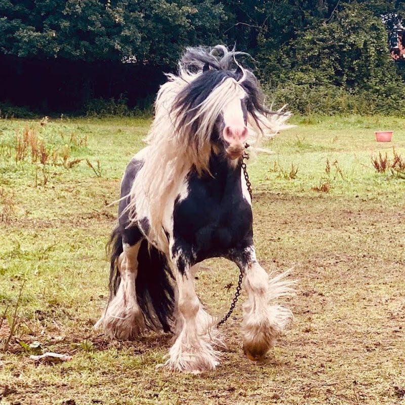 Gypsy sharing