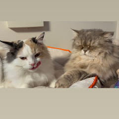 りりぃのわんぱく大冒険 withあんず