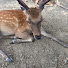 7E3_BMbrphk-channel-avatar-奈良公園の美しい鹿