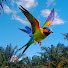 qsxxr2VXlQk-channel-avatar-Indo Birds26