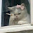 @Noor-l3d1r
