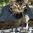 @ChessCat9