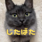 じたばたシニアライフ_普通の夫婦と猫の暮らし