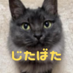 じたばたシニアライフ_普通の夫婦と猫の暮らし