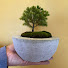 apvOKMJsSz8-channel-avatar-Bonsai by the Sea 