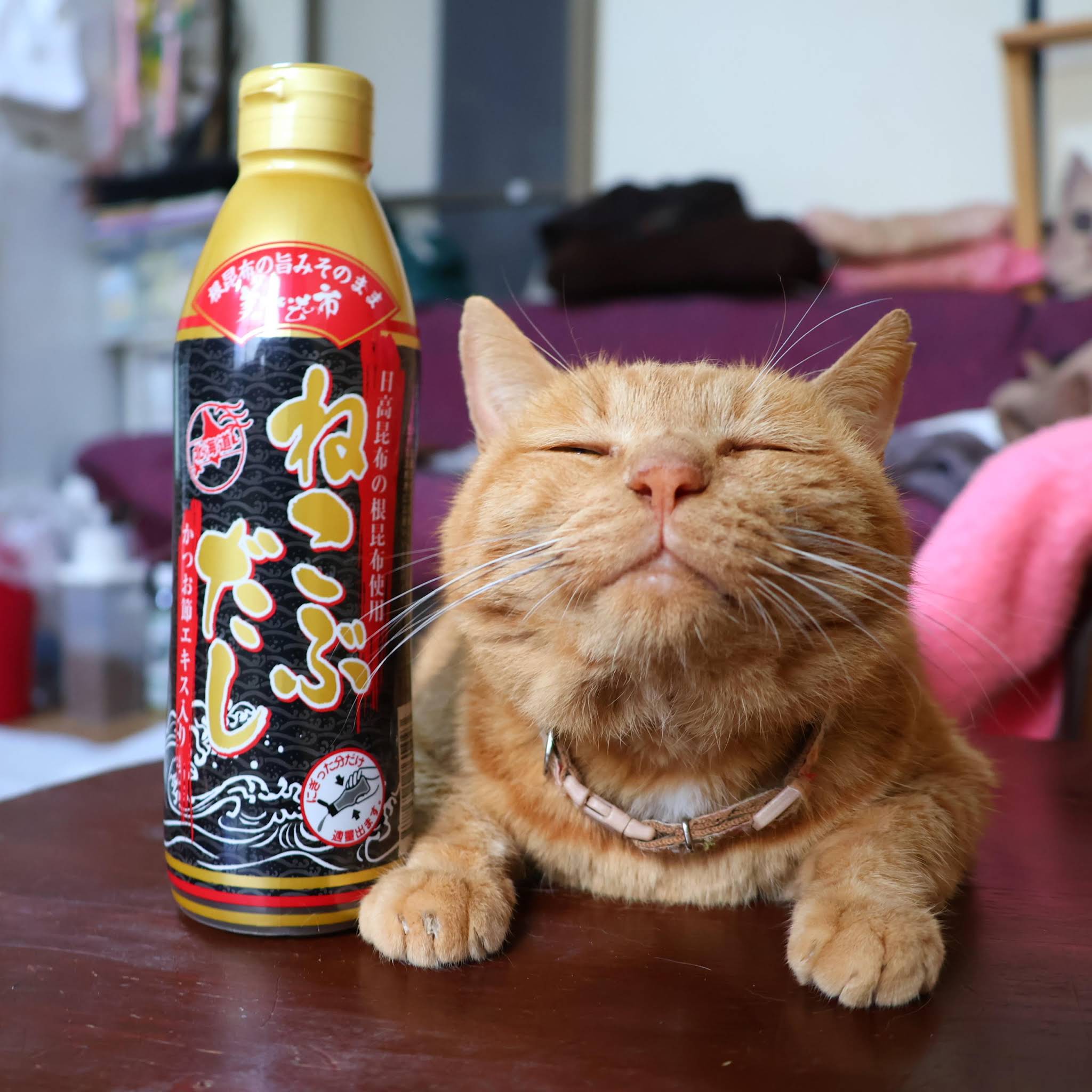 ちゃぶ台の上のねこぶだし #ねこぶだし #ねこ #猫 #ちゃぶ台 #テーブル