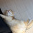 @나쵸냥이
