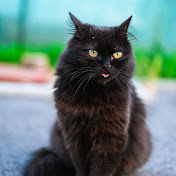 Petit The Black Cat