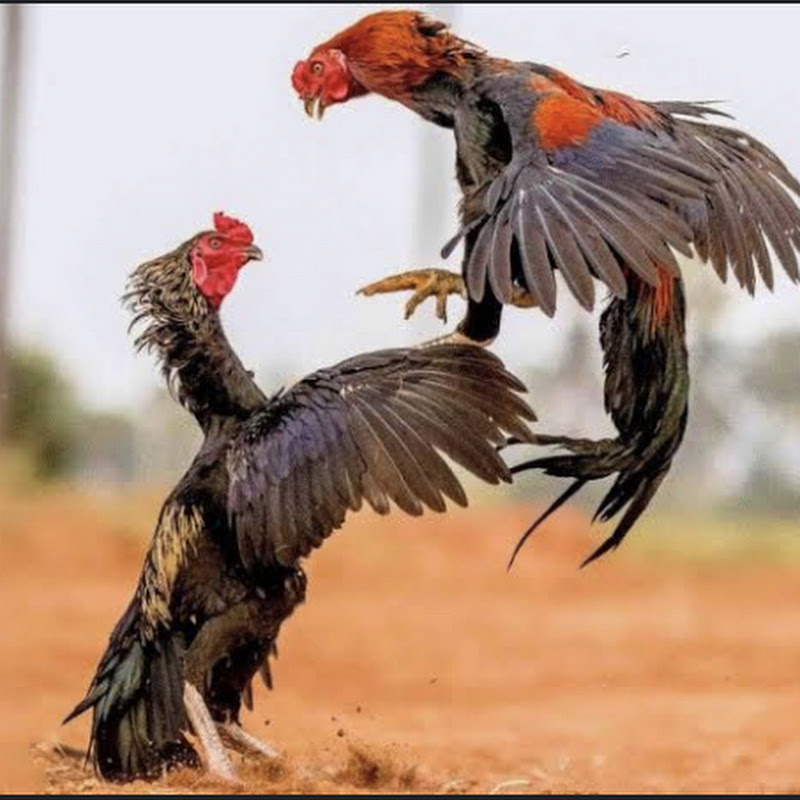 ALL-IN-ANIMALS