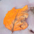 pN8MSsprpdA-channel-avatar-TrouOrange