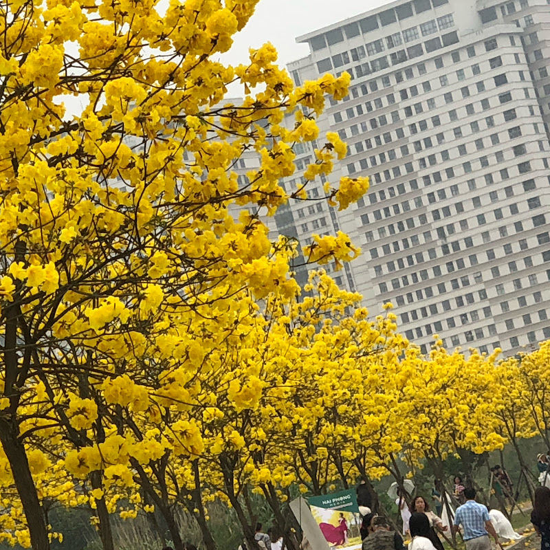 Phố Lên Đường avatar