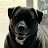 @Pradodise Avatar