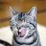 VHBnUvYtyeM-channel-avatar-Cat Deep Prank