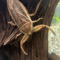 昆虫マニアとシール好き