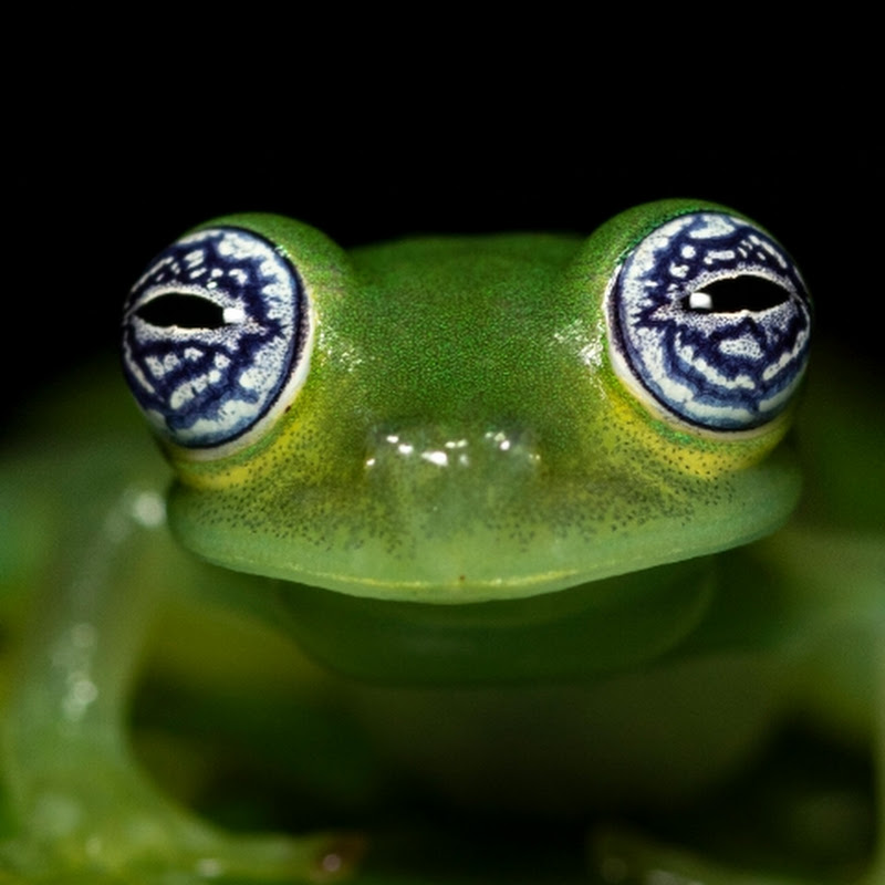 Hire animal_facts ?  — Pets & Animals YouTube creator for sponsorships