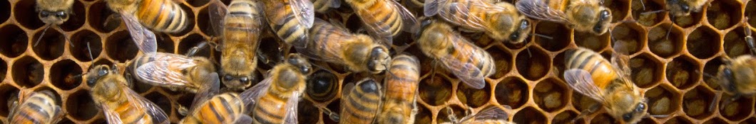 Bee Keeper ইউটিউব চ্যানেল অ্যাভাটার