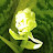 @SnakePlantCollector