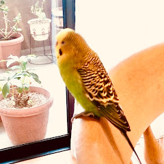 ぽーの明日への扉アイコン画像