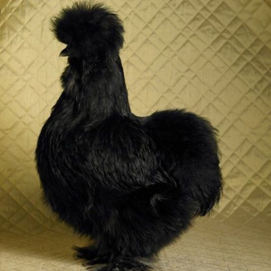 Как называется черная курица. Silkie Bantam. Черные куры. Китайские черные куры. Черный петух.