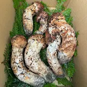 We love Matsutake