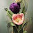 @شجرةالدر-د7خ