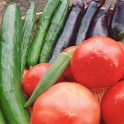 家庭菜園mimiチャンネル 