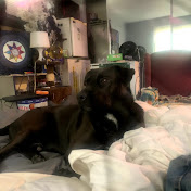 Chong the dog healing journey for the soul 🔥