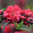 cr4cn6DPJfU-channel-avatar-Hoa Đào Truyện