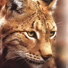 Lynx Sports Highlights