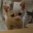 u22XQ_mFMic-channel-avatar-保護猫ミミ