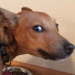75kmYqdFBN4-channel-avatar-release the houndz