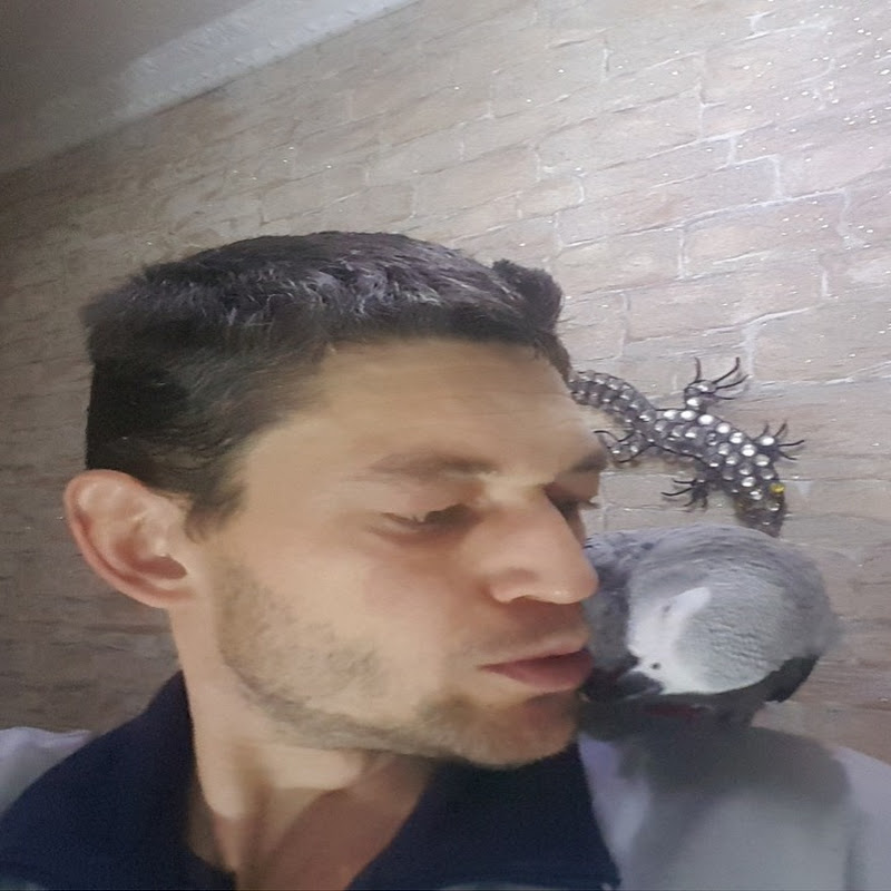 Говорящий попугай Рико Logo